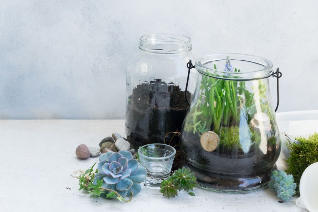 Canning jars with dirt and plants inside