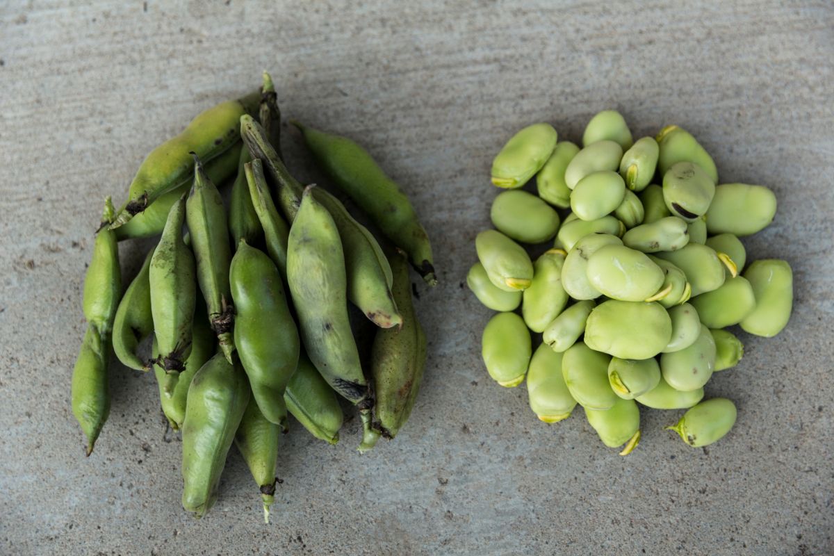 Home Canning Butter Beans and Lima Beans