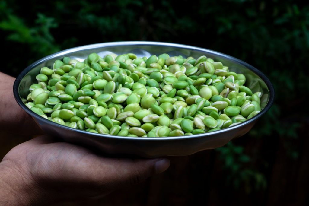 Fresh Lima beans in a bowl held by human hands