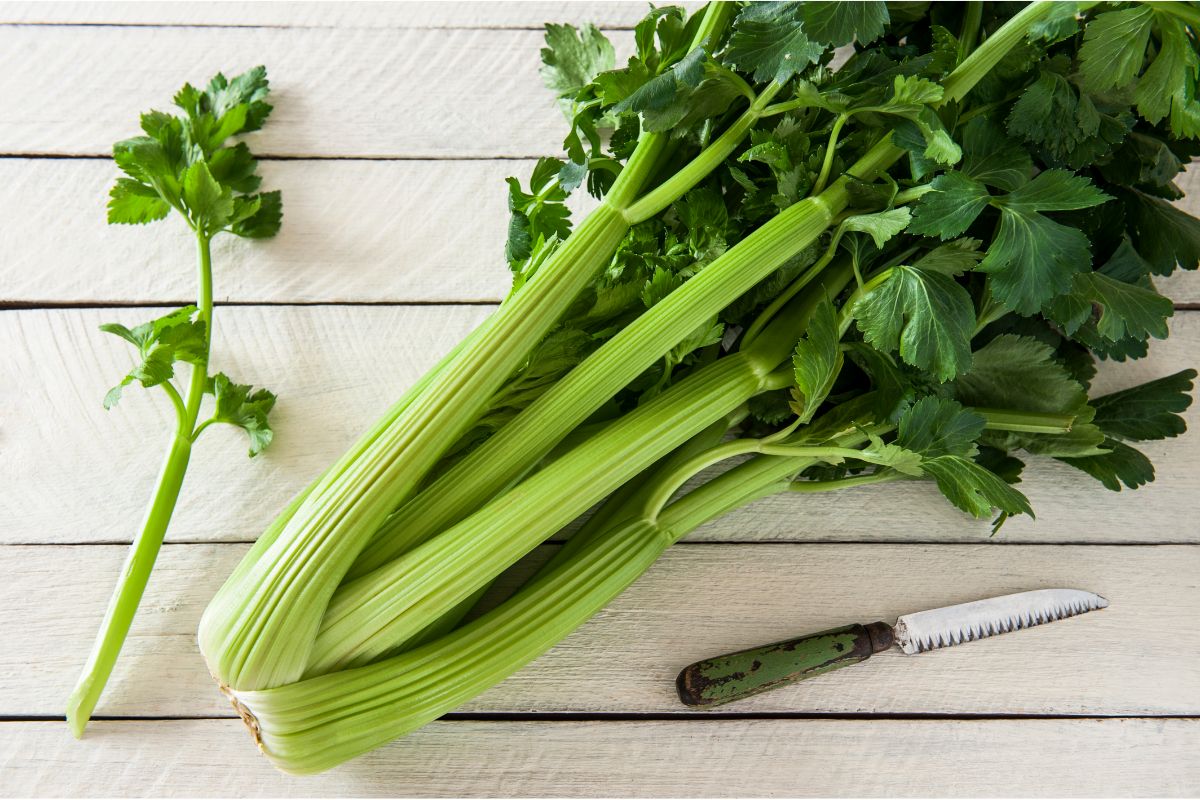 Pressure Canning Celery Stalks and Pickled Celery Guide