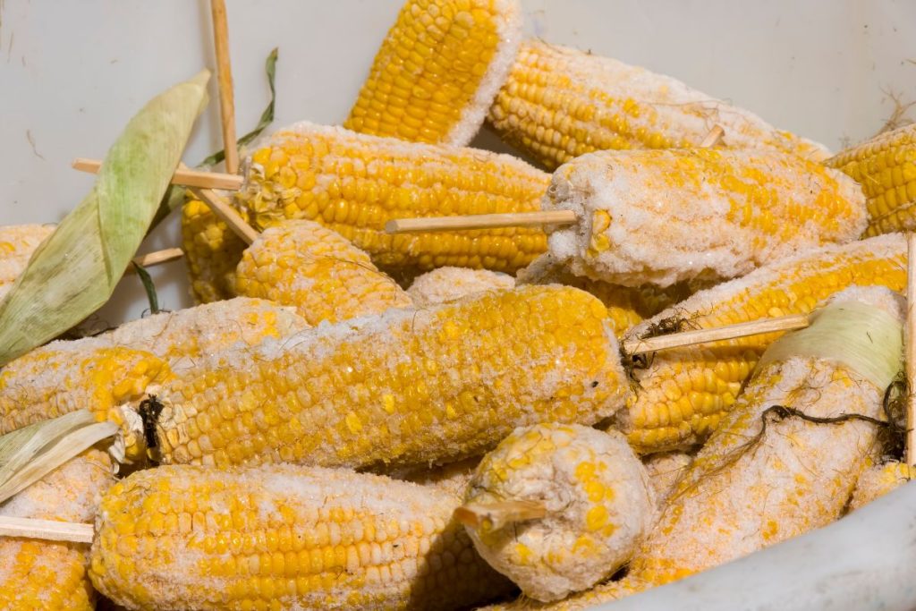 Freezer bin full of frozen corn on the cob