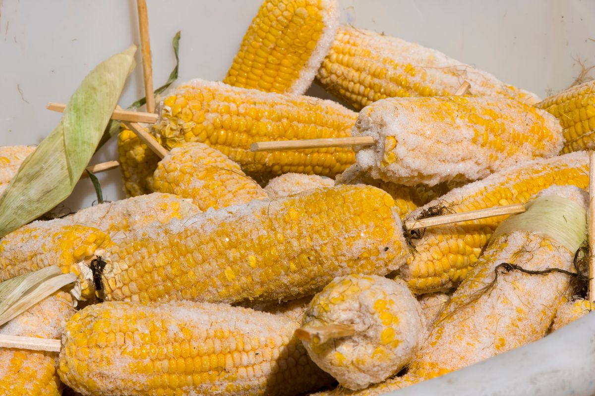 Method for Pressure Canning Corn on the Cob