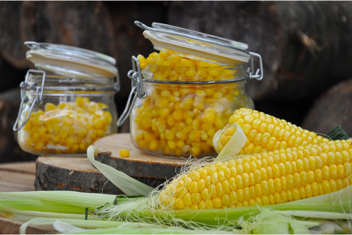 Fresh corn kernels in jars