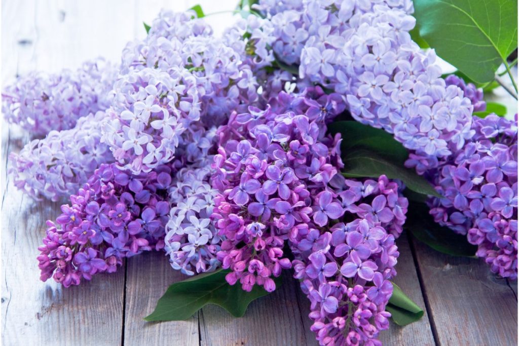 Bunches of fresh lilacs on table