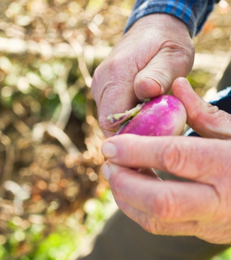 Pressure Canning Turnips Guide and Facts
