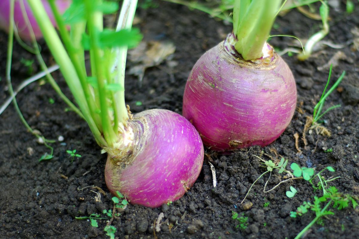 Purple turnips in the ground