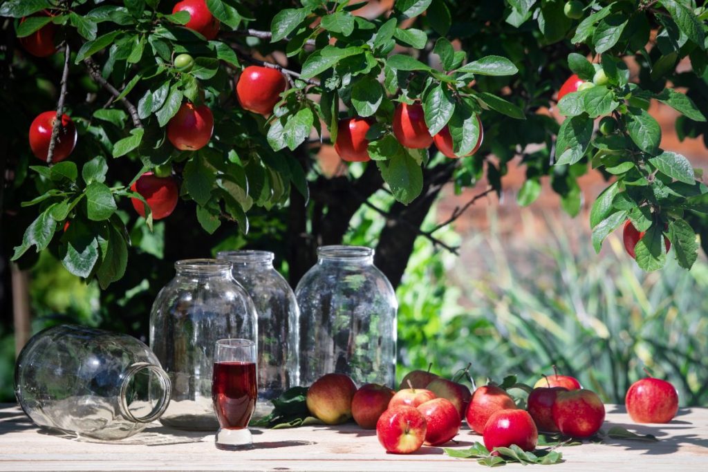 Canning Apples Guide and Traditional Apple Canning Recipe