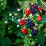 Blackberry bush