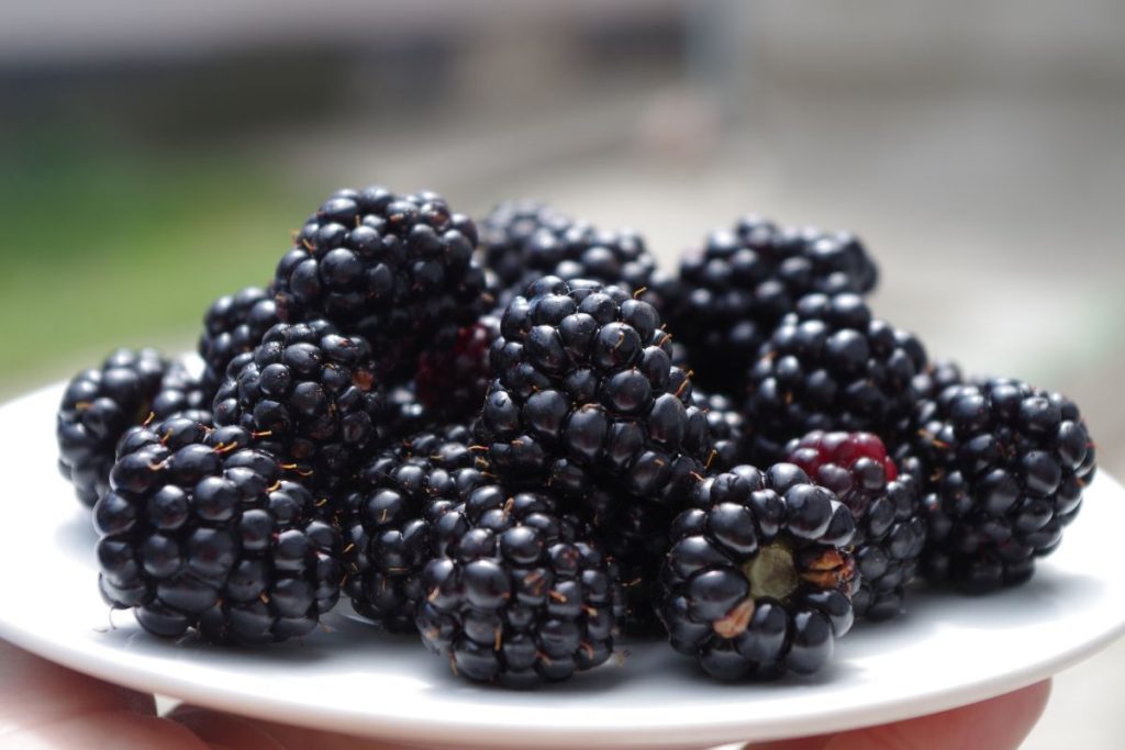 One cup of blackberries on a porcelain plate
