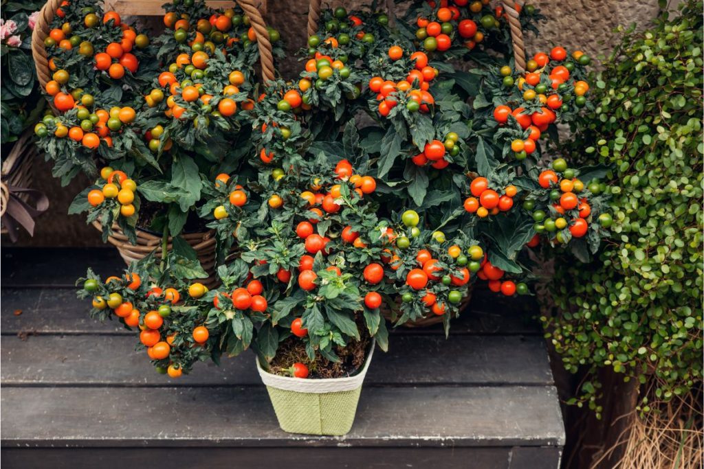 Cherry tomato plants full of ripe cherry tomatoes